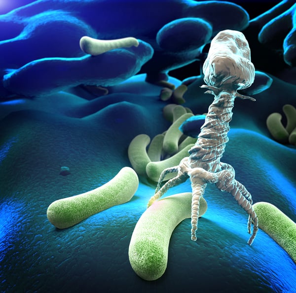 Bactériophage